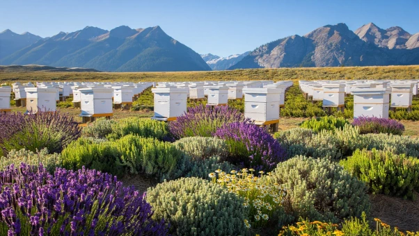 apiary